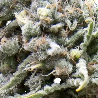White Widow CBD Auto