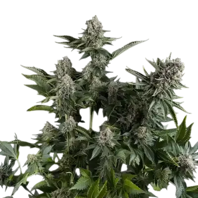 White Widow CBD