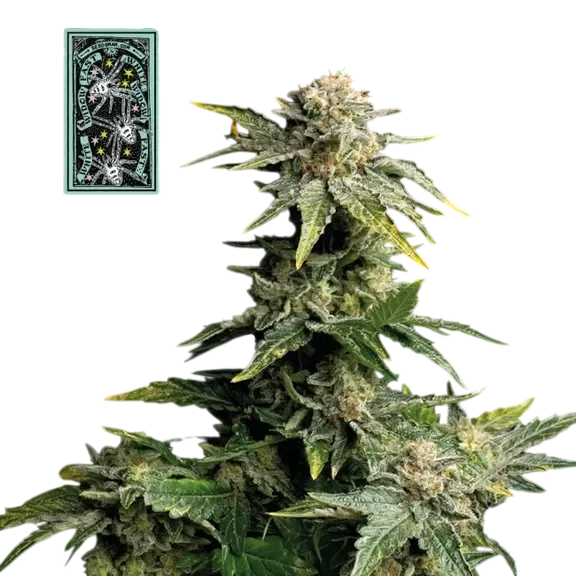 White Widow Fast – Produktansicht