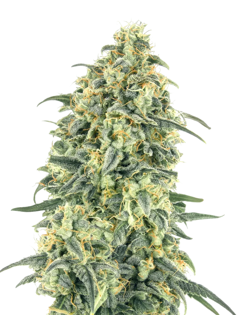 White Widow XXL Auto – Produktansicht