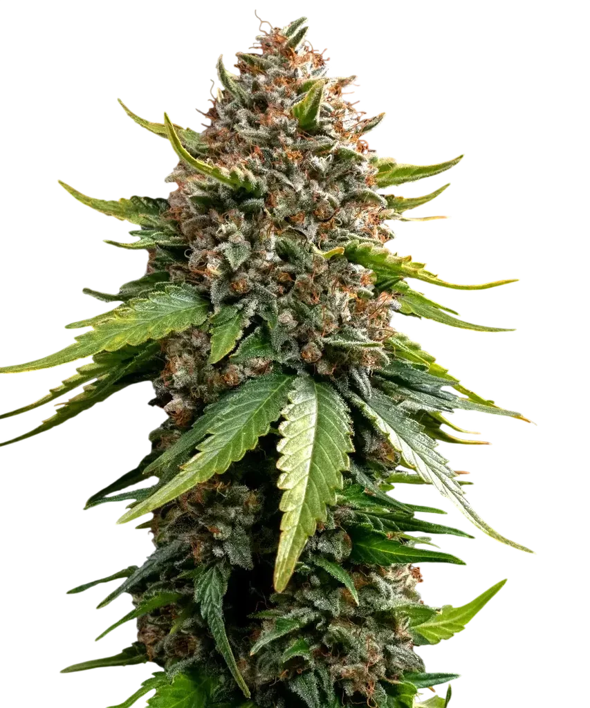 White Widow XXL Auto – Produktansicht