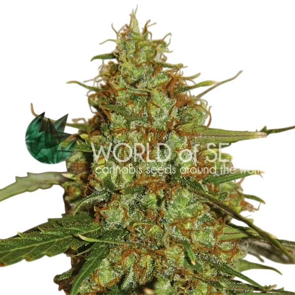 Wild Thailand Ryder Auto – Produktansicht