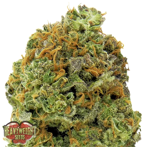 Wipeout Express Auto