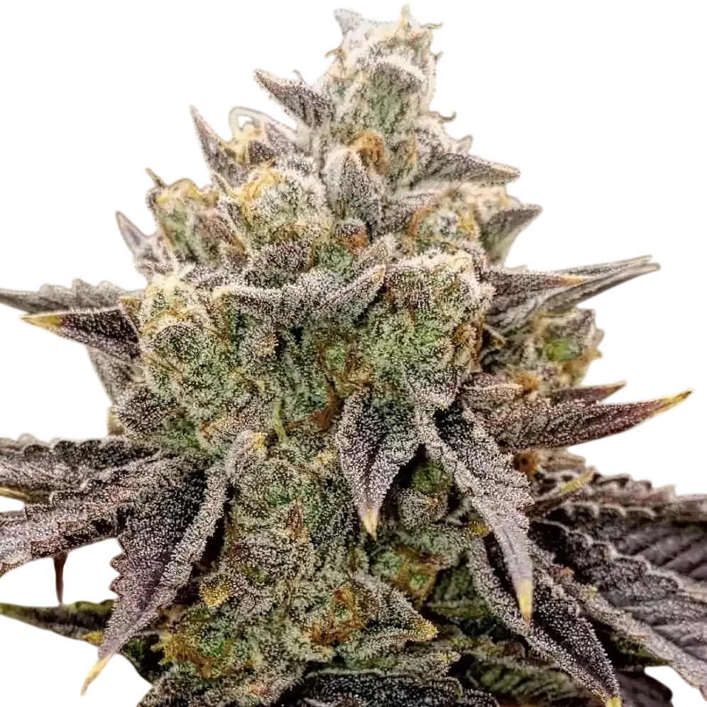 Bubble Gummy Auto | AUTOFEM | Ethos Genetics