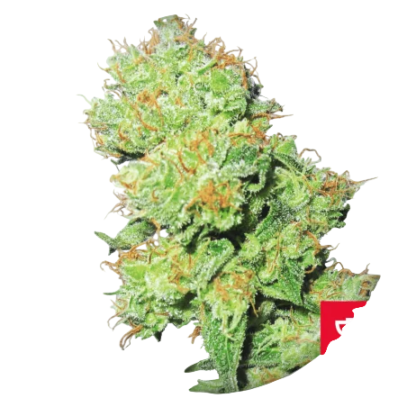 Y Griega CBD