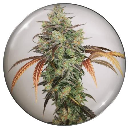 Y Griega CBD 2.0 – Produktansicht