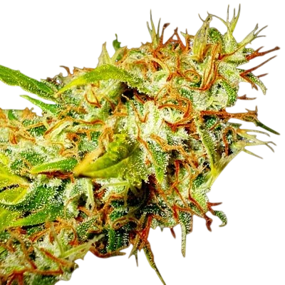 Zamaldelica | PHOTOFEM | Ace Seeds