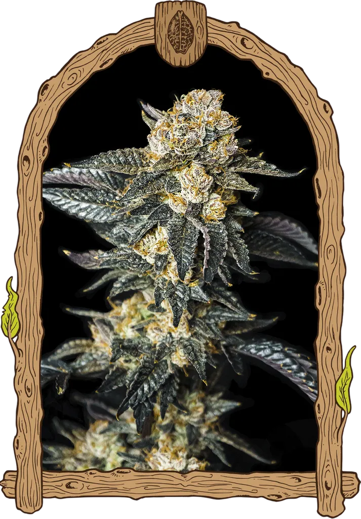 Zkittaberry Auto | AUTOFEM | Exotic Seed