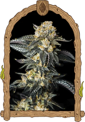 Zkittaberry Auto