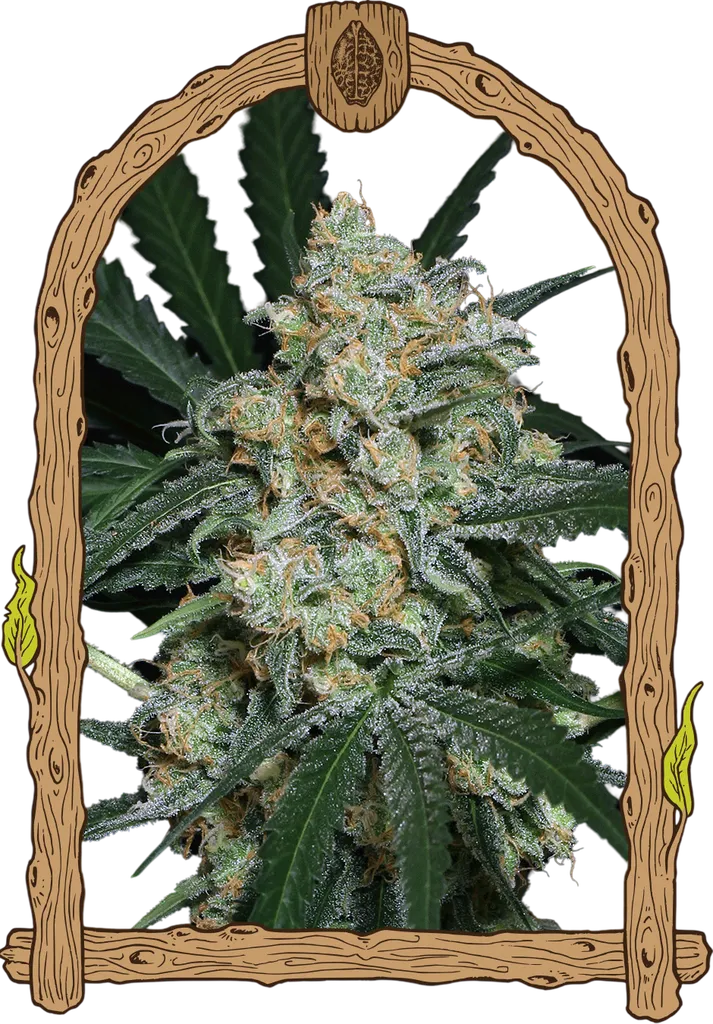 Zkittalicious Auto | AUTOFEM | Exotic Seed
