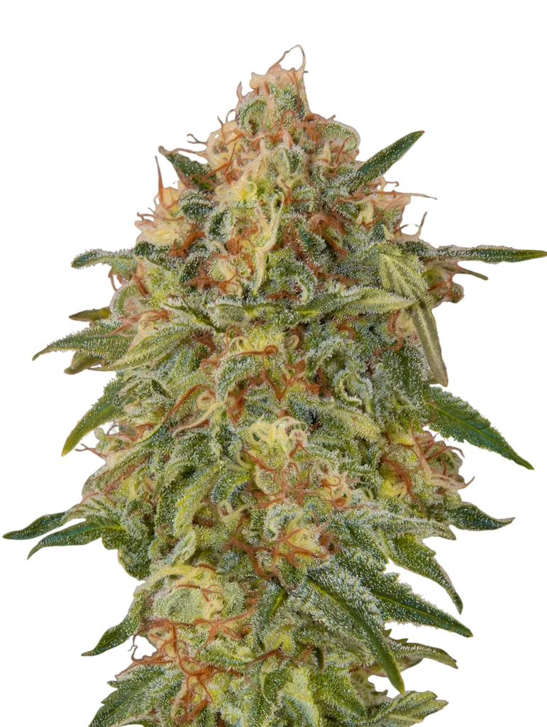 Zkittlez – Produktansicht