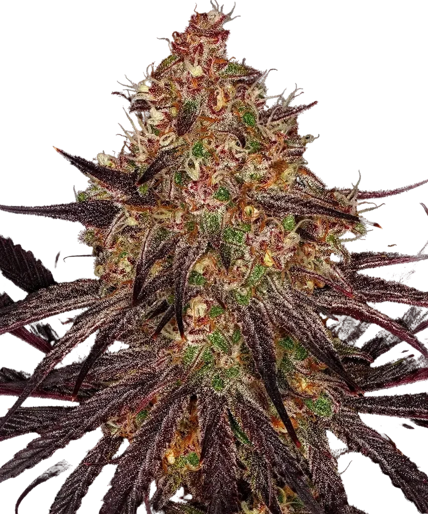 Ayahuasca Purple | PHOTOFEM | Barneys Farm