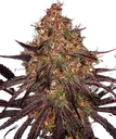 Ayahuasca Purple | PHOTOFEM | Barneys Farm
