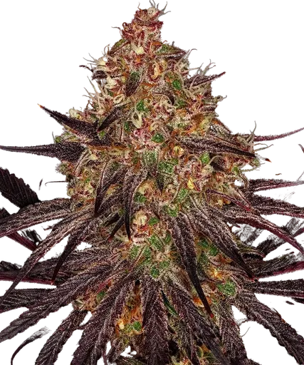 Ayahuasca Purple | PHOTOFEM | Barneys Farm