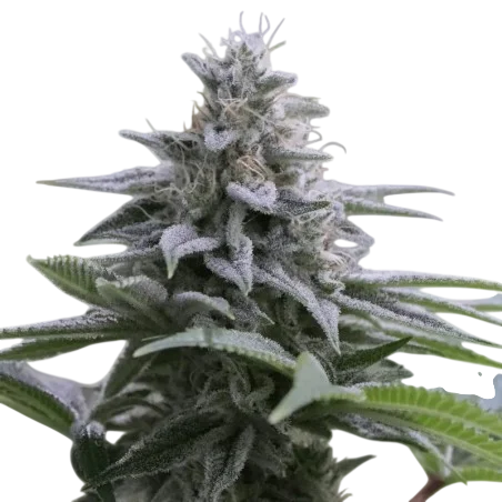 Zkittlez 2.0