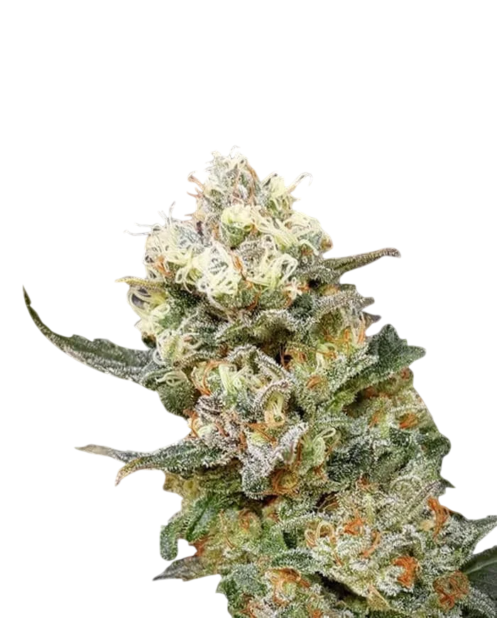 Zkittlez Glue – Produktansicht