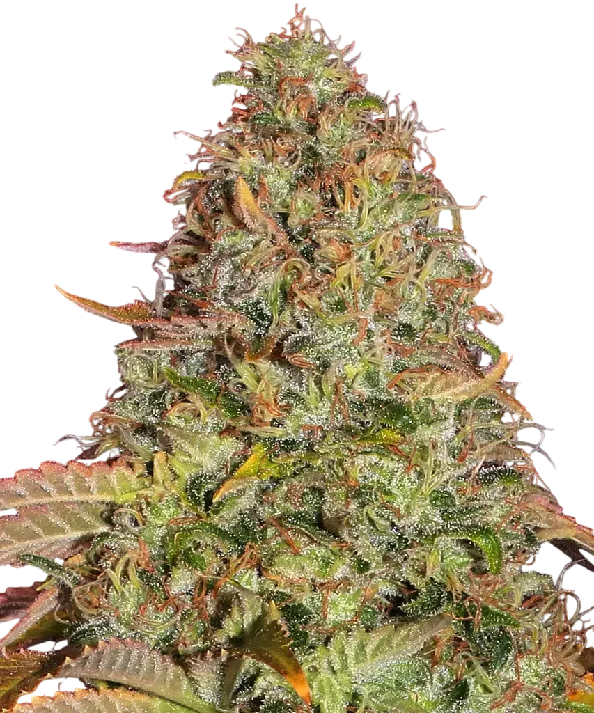 Zkittlez OG Auto – Produktansicht