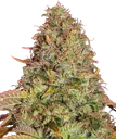 Zkittlez OG | AUTOFEM | Barneys Farm
