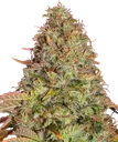 Zkittlez OG Auto | AUTOFEM | Barneys Farm