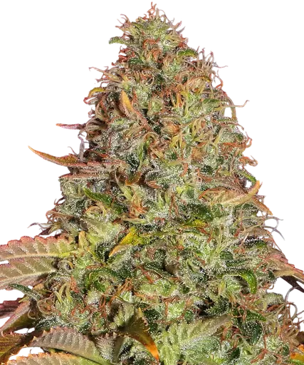 Zkittlez OG | AUTOFEM | Barneys Farm