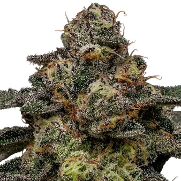 Zombie Bride | PHOTOFEM | Ripper Seeds