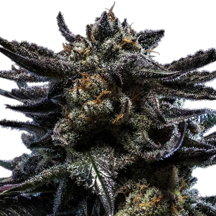 Zombie Kush | PHOTOFEM | Ripper Seeds