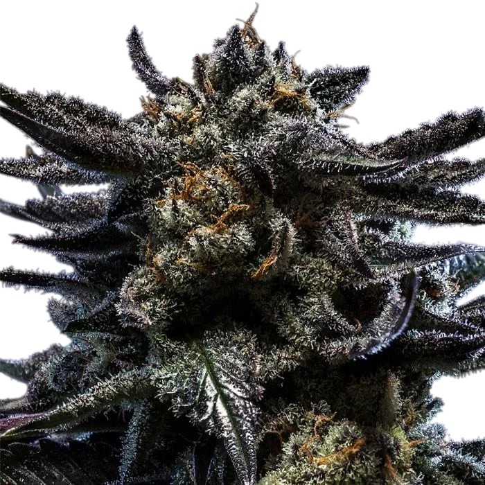 Zombie Kush – Produktansicht