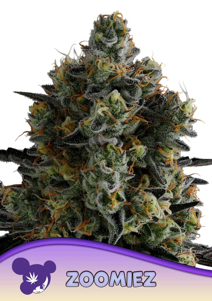 Zoomiez | PHOTOFEM | Anesia Seeds