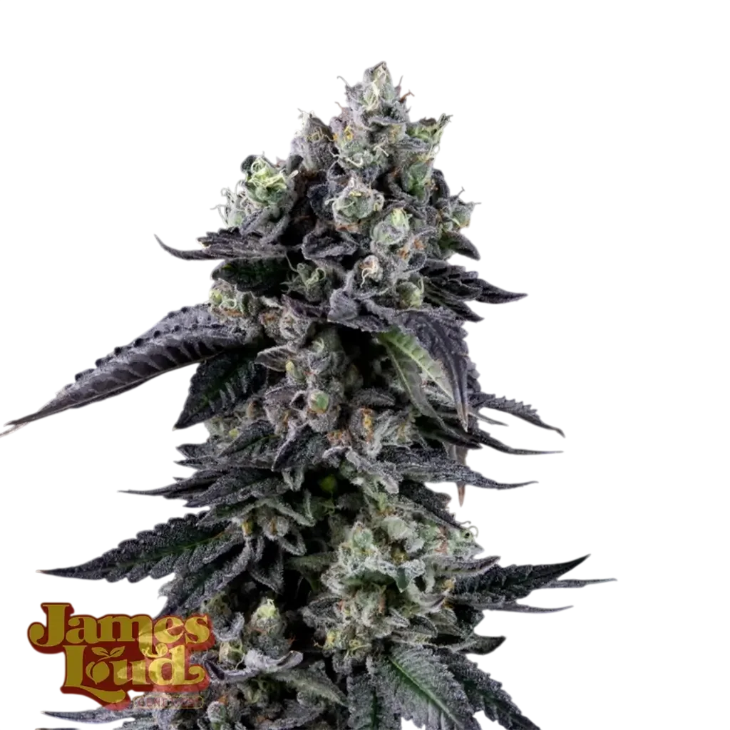 Zour Diesel – Produktansicht