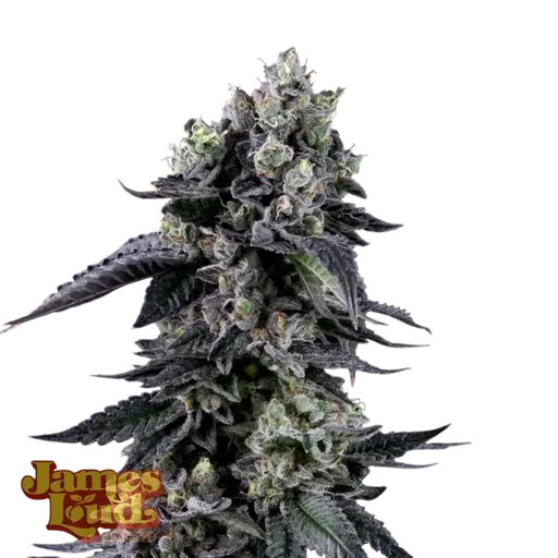 Zour Diesel