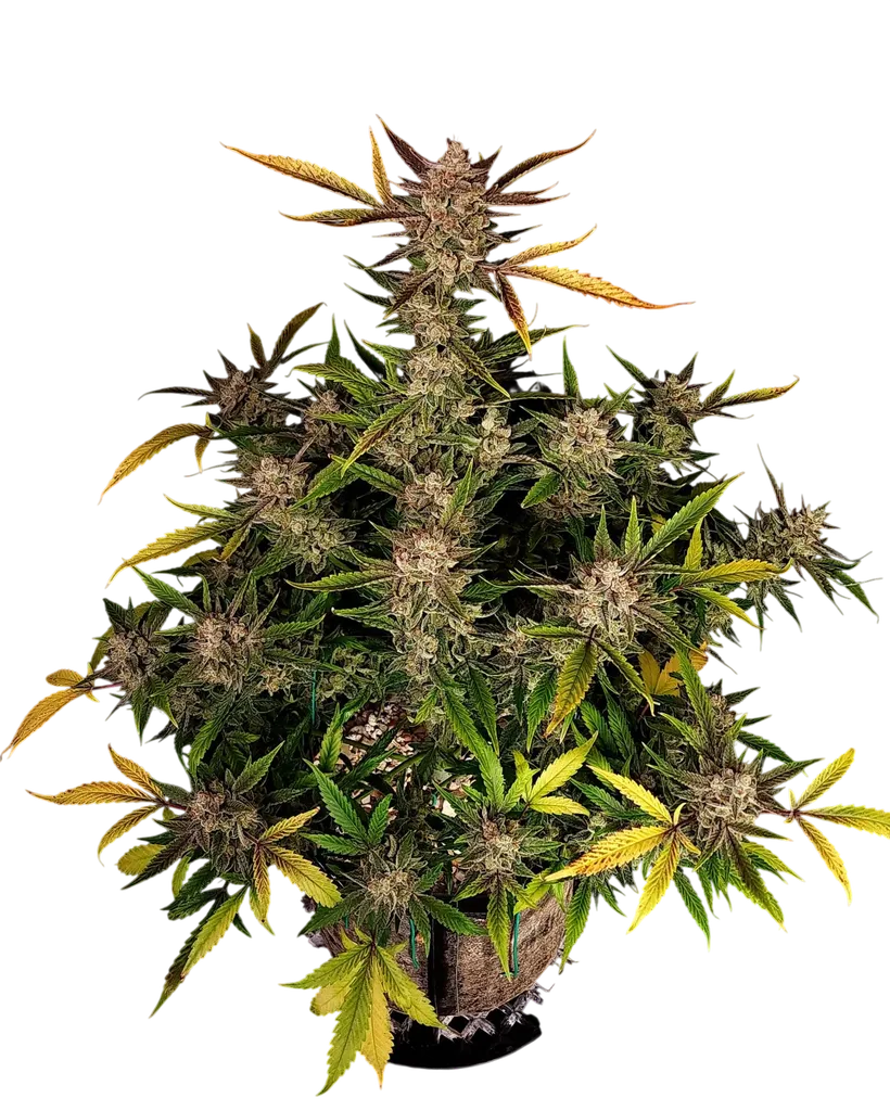 Ztrawberriez Auto | AUTOFEM | Fast Buds