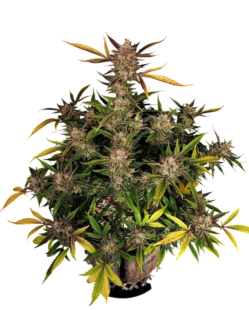 Ztrawberriez Auto | AUTOFEM | Fast Buds