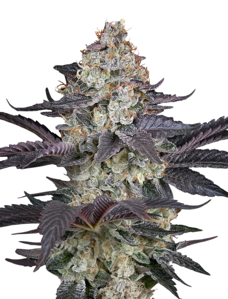 Ztrawberry – Produktansicht