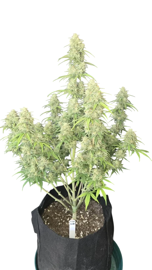Z-Up Auto | AUTOFEM | Fast Buds