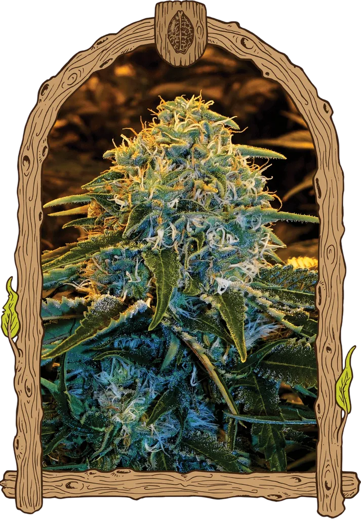 Z & Z | PHOTOFEM | Exotic Seed