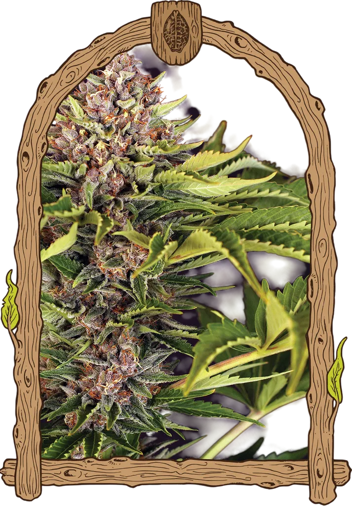 ZZZ Auto | AUTOFEM | Exotic Seed