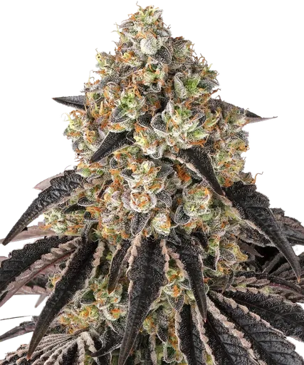 Black Cherry Gushers | PHOTOFEM | Barneys Farm