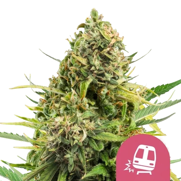 Trainwreck – Produktansicht