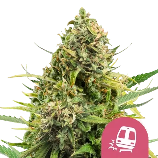 Trainwreck