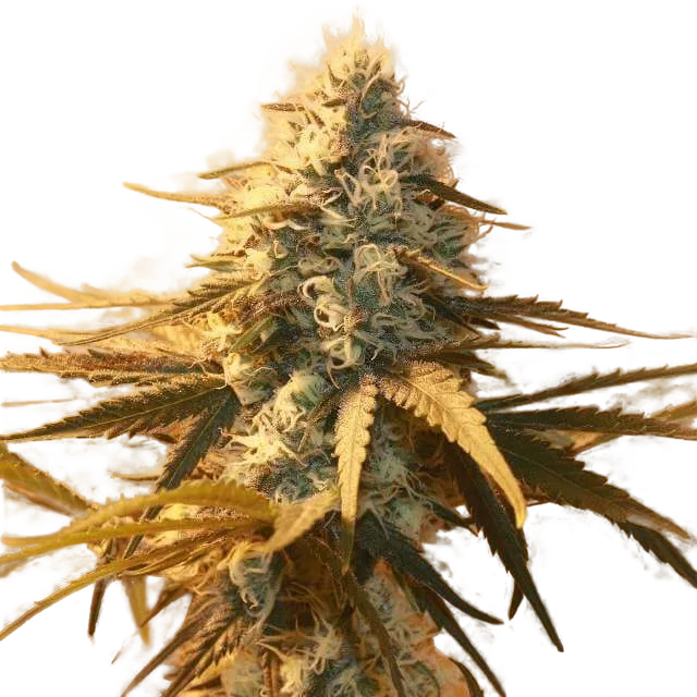 AK-48 | PHOTOFEM | Nirvana Seeds