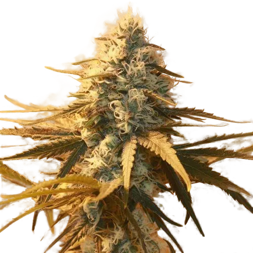 AK-48