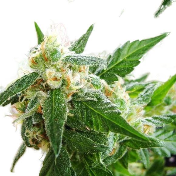 AK-48 Auto – Produktansicht