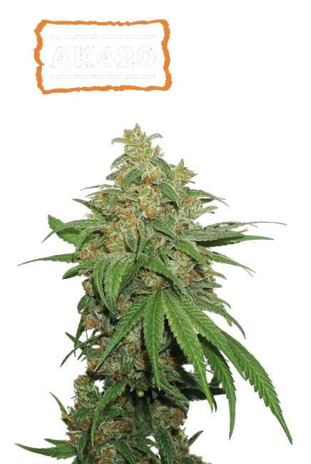 AK-420 Auto – Produktansicht