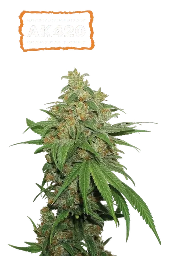 AK-420 Auto