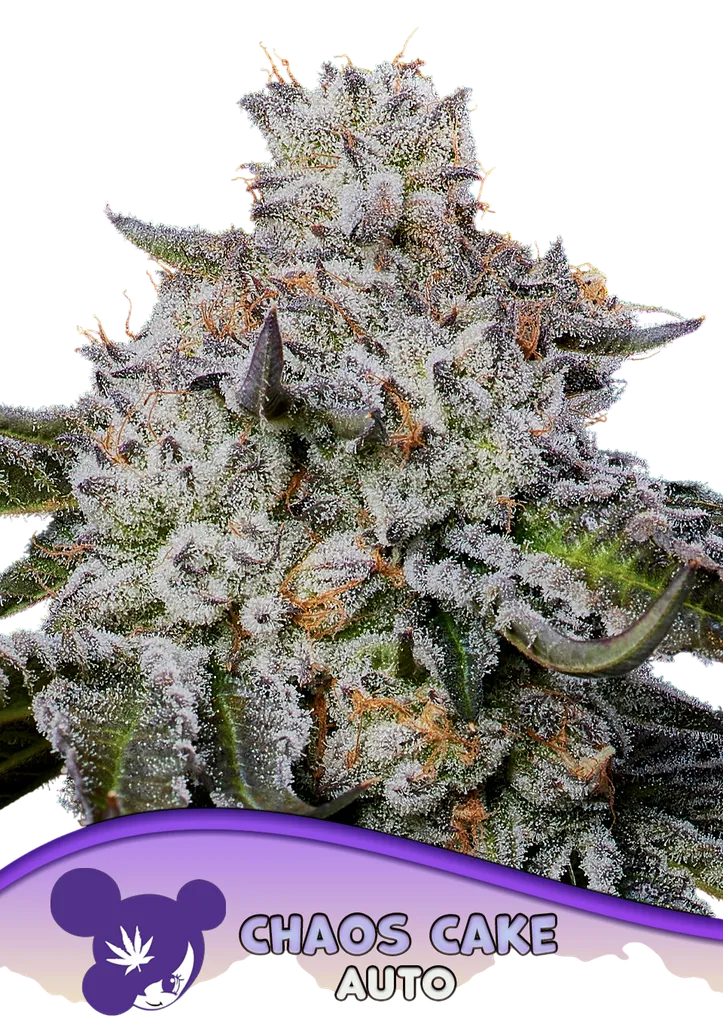 Chaos Cake Auto | AUTOFEM | Anesia Seeds