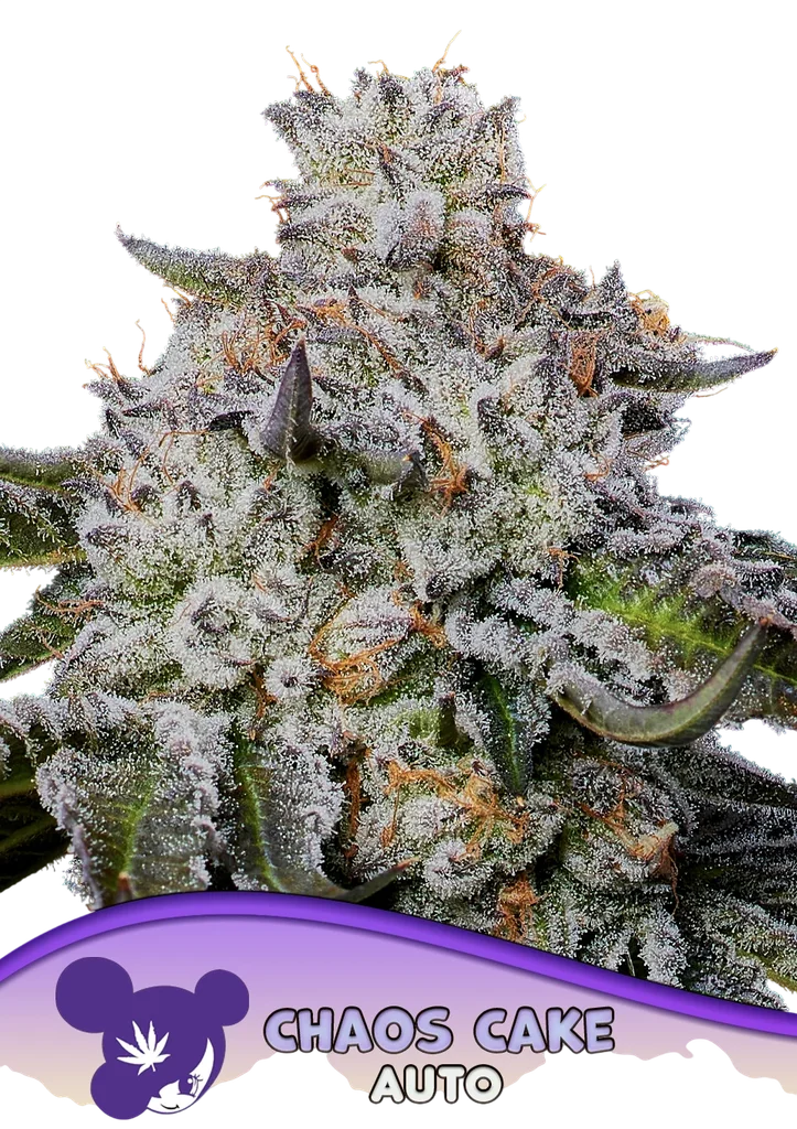 Chaos Cake Auto – Produktansicht