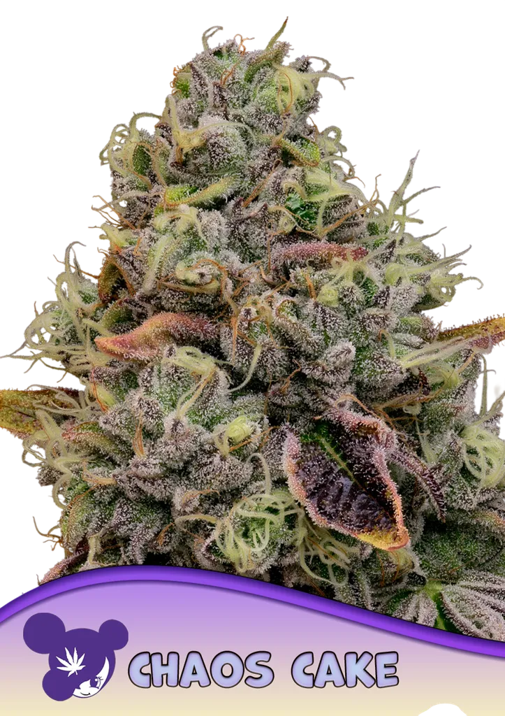 Chaos Cake | PHOTOFEM | Anesia Seeds