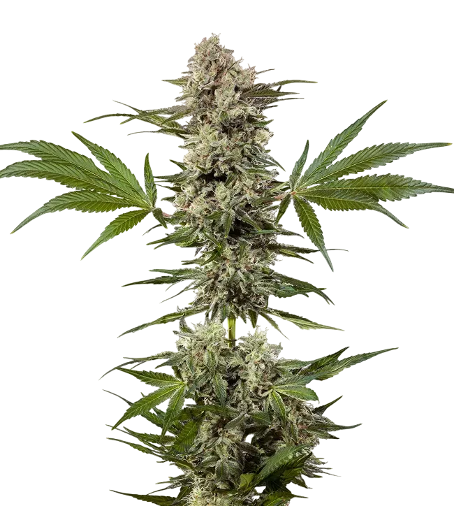 Banana Runtz F1 | PHOTOFEM | Barneys Farm