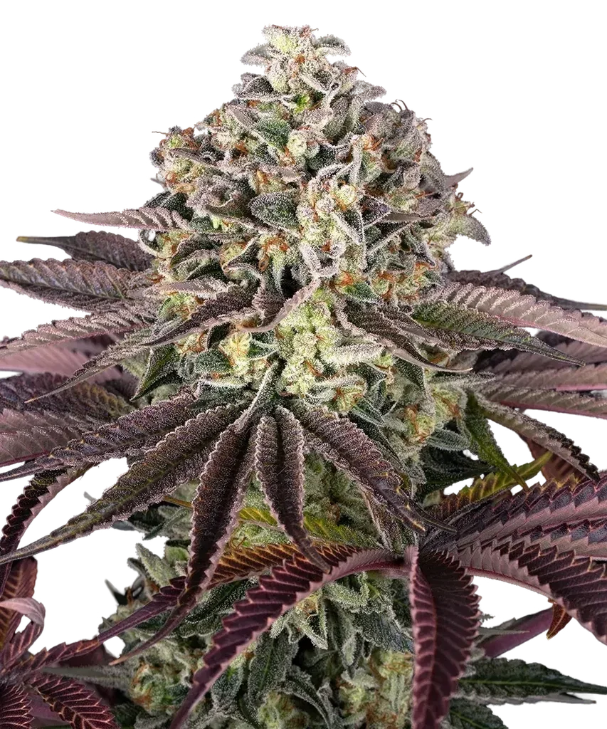 Granddaddy Purple – Produktansicht