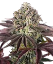 Granddaddy Purple | PHOTOFEM | Barneys Farm